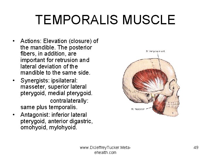 TEMPORALIS MUSCLE • Actions: Elevation (closure) of the mandible. The posterior fibers, in addition,