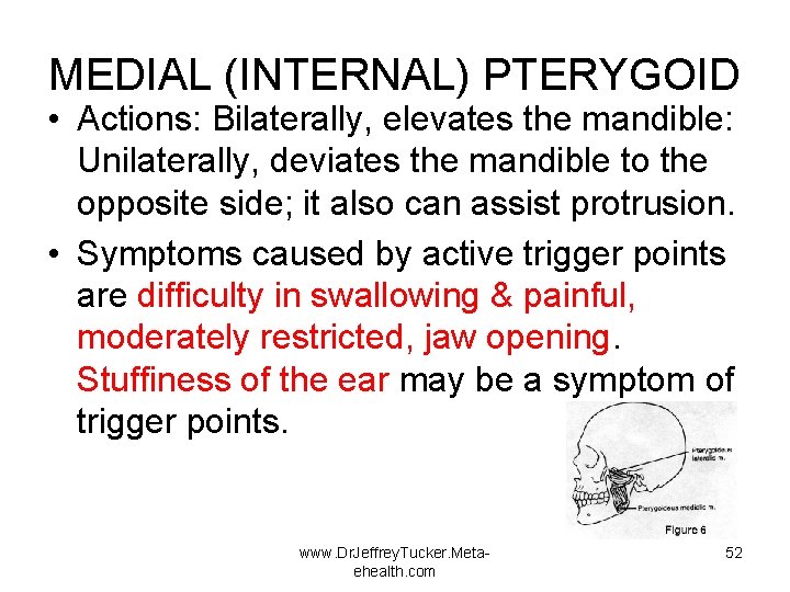 MEDIAL (INTERNAL) PTERYGOID • Actions: Bilaterally, elevates the mandible: Unilaterally, deviates the mandible to