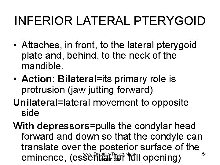 INFERIOR LATERAL PTERYGOID • Attaches, in front, to the lateral pterygoid plate and, behind,