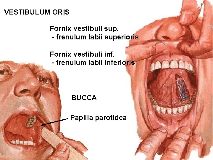 VESTIBULUM ORIS Fornix vestibuli sup. - frenulum labii superioris Fornix vestibuli inf. - frenulum VESTIBULUM ORIS Fornix vestibuli sup. - frenulum labii superioris Fornix vestibuli inf. - frenulum
