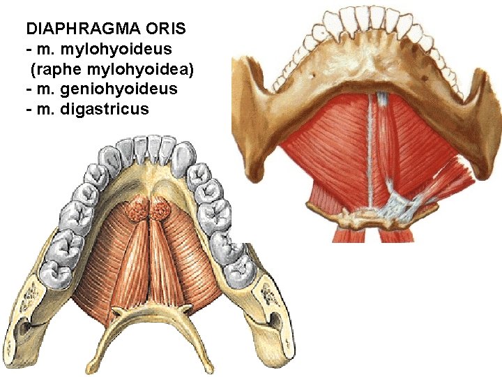 DIAPHRAGMA ORIS - m. mylohyoideus (raphe mylohyoidea) - m. geniohyoideus - m. digastricus DIAPHRAGMA ORIS - m. mylohyoideus (raphe mylohyoidea) - m. geniohyoideus - m. digastricus