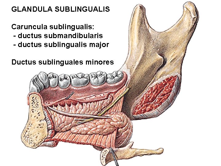 GLANDULA SUBLINGUALIS Caruncula sublingualis: - ductus submandibularis - ductus sublingualis major Ductus sublinguales minores GLANDULA SUBLINGUALIS Caruncula sublingualis: - ductus submandibularis - ductus sublingualis major Ductus sublinguales minores