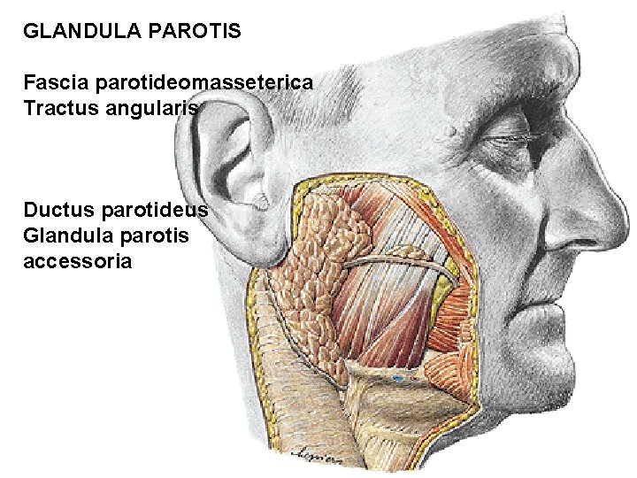 GLANDULA PAROTIS Fascia parotideomasseterica Tractus angularis Ductus parotideus Glandula parotis accessoria GLANDULA PAROTIS Fascia parotideomasseterica Tractus angularis Ductus parotideus Glandula parotis accessoria