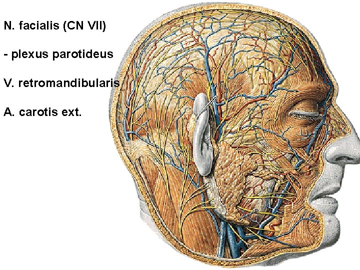 N. facialis (CN VII) - plexus parotideus V. retromandibularis A. carotis ext. N. facialis (CN VII) - plexus parotideus V. retromandibularis A. carotis ext.