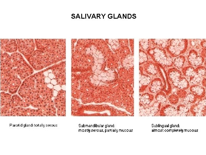 SALIVARY GLANDS SALIVARY GLANDS