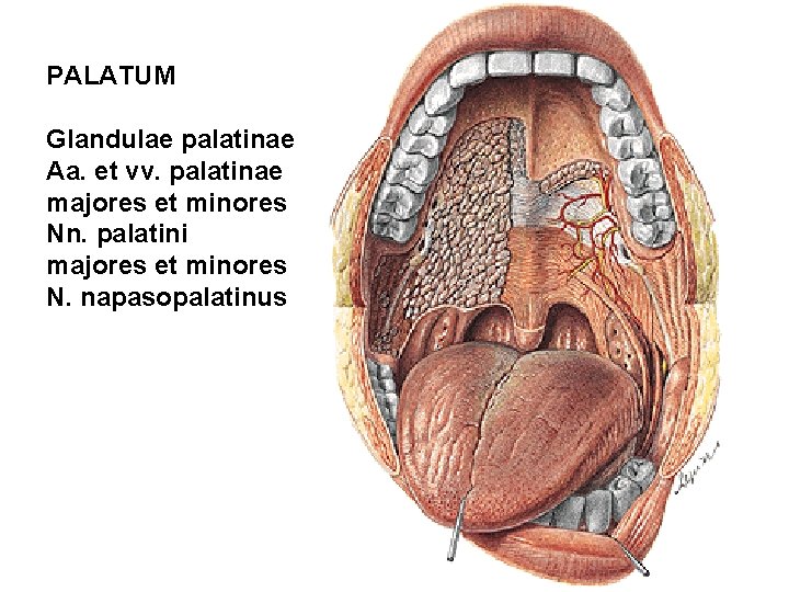 PALATUM Glandulae palatinae Aa. et vv. palatinae majores et minores Nn. palatini majores et PALATUM Glandulae palatinae Aa. et vv. palatinae majores et minores Nn. palatini majores et