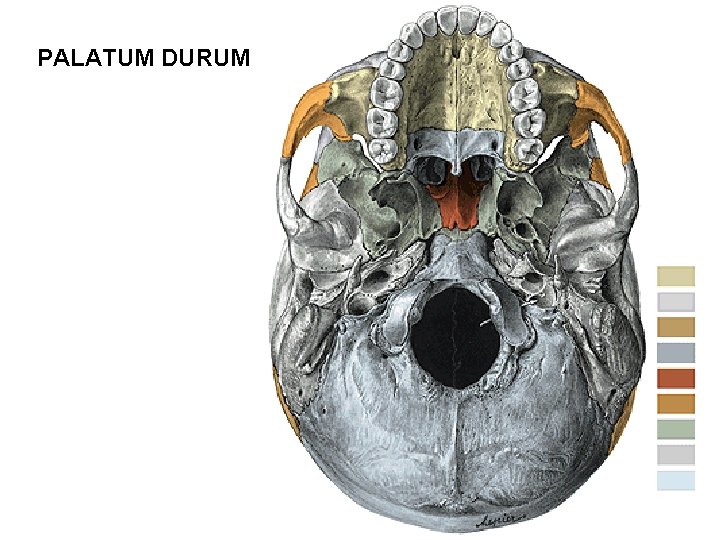PALATUM DURUM PALATUM DURUM