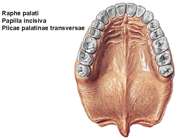 Raphe palati Papilla incisiva Plicae palatinae transversae Raphe palati Papilla incisiva Plicae palatinae transversae