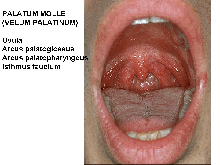 PALATUM MOLLE (VELUM PALATINUM) Uvula Arcus palatoglossus Arcus palatopharyngeus Isthmus faucium PALATUM MOLLE (VELUM PALATINUM) Uvula Arcus palatoglossus Arcus palatopharyngeus Isthmus faucium
