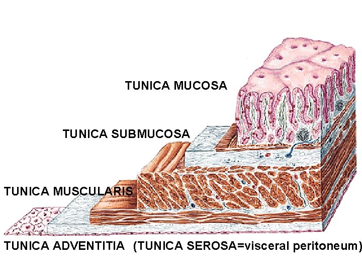 TUNICA MUCOSA TUNICA SUBMUCOSA TUNICA MUSCULARIS TUNICA ADVENTITIA (TUNICA SEROSA=visceral peritoneum) TUNICA MUCOSA TUNICA SUBMUCOSA TUNICA MUSCULARIS TUNICA ADVENTITIA (TUNICA SEROSA=visceral peritoneum)