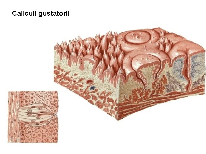 Caliculi gustatorii Caliculi gustatorii