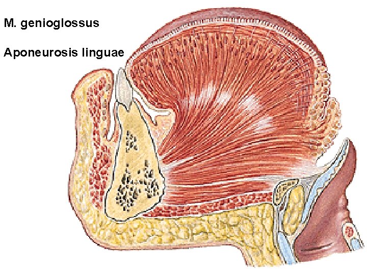 M. genioglossus Aponeurosis linguae M. genioglossus Aponeurosis linguae