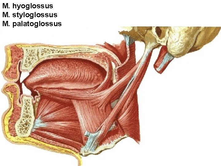 M. hyoglossus M. styloglossus M. palatoglossus M. hyoglossus M. styloglossus M. palatoglossus