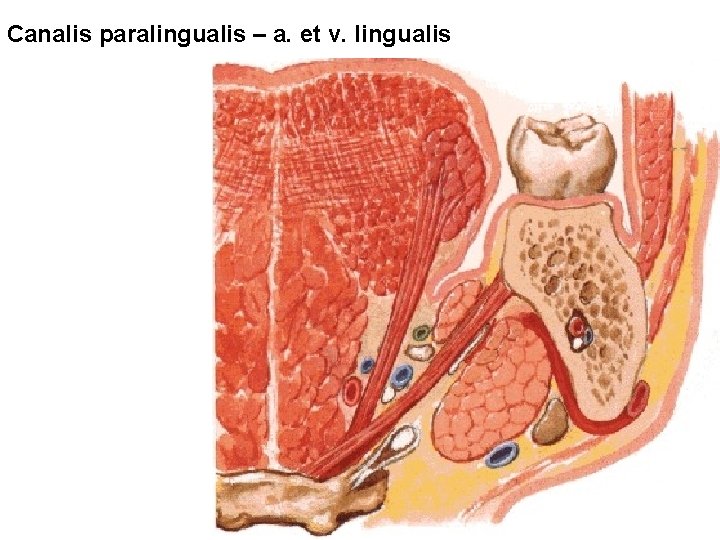 Canalis paralingualis – a. et v. lingualis Canalis paralingualis – a. et v. lingualis
