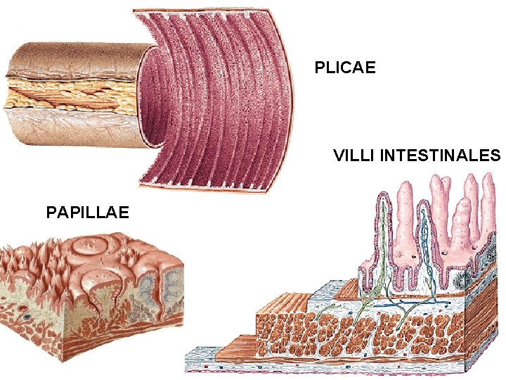 PLICAE VILLI INTESTINALES PAPILLAE PLICAE VILLI INTESTINALES PAPILLAE