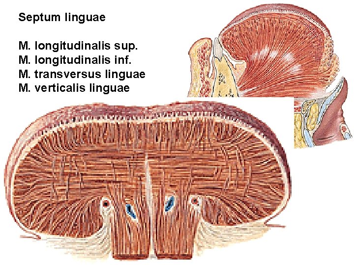 Septum linguae M. longitudinalis sup. M. longitudinalis inf. M. transversus linguae M. verticalis linguae Septum linguae M. longitudinalis sup. M. longitudinalis inf. M. transversus linguae M. verticalis linguae