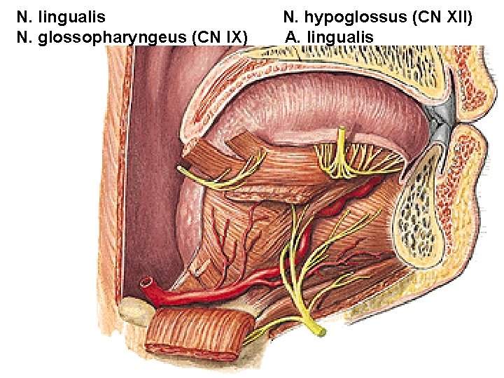 N. lingualis N. glossopharyngeus (CN IX) N. hypoglossus (CN XII) A. lingualis N. lingualis N. glossopharyngeus (CN IX) N. hypoglossus (CN XII) A. lingualis