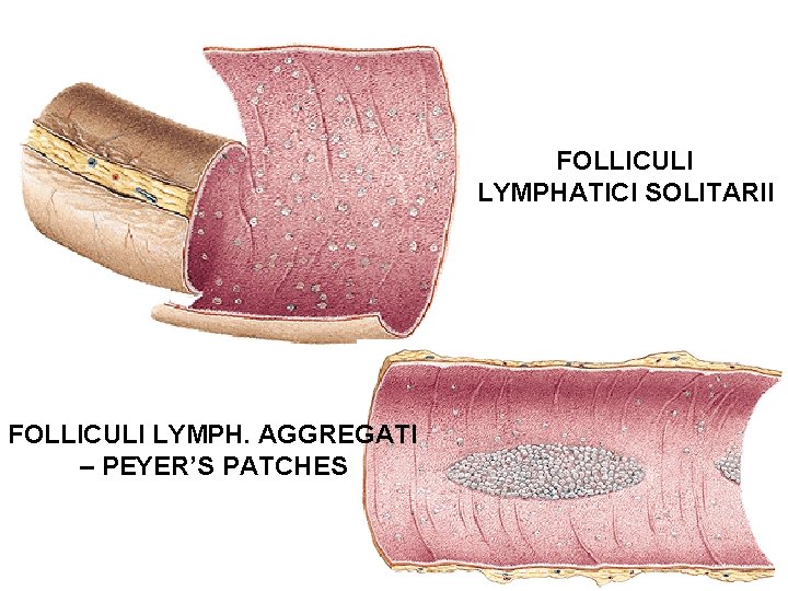 FOLLICULI LYMPHATICI SOLITARII FOLLICULI LYMPH. AGGREGATI – PEYER’S PATCHES FOLLICULI LYMPHATICI SOLITARII FOLLICULI LYMPH. AGGREGATI – PEYER’S PATCHES