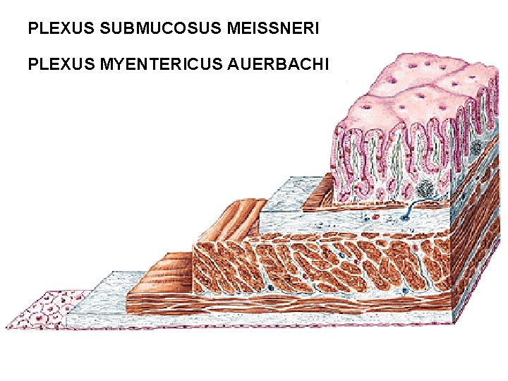 PLEXUS SUBMUCOSUS MEISSNERI PLEXUS MYENTERICUS AUERBACHI PLEXUS SUBMUCOSUS MEISSNERI PLEXUS MYENTERICUS AUERBACHI