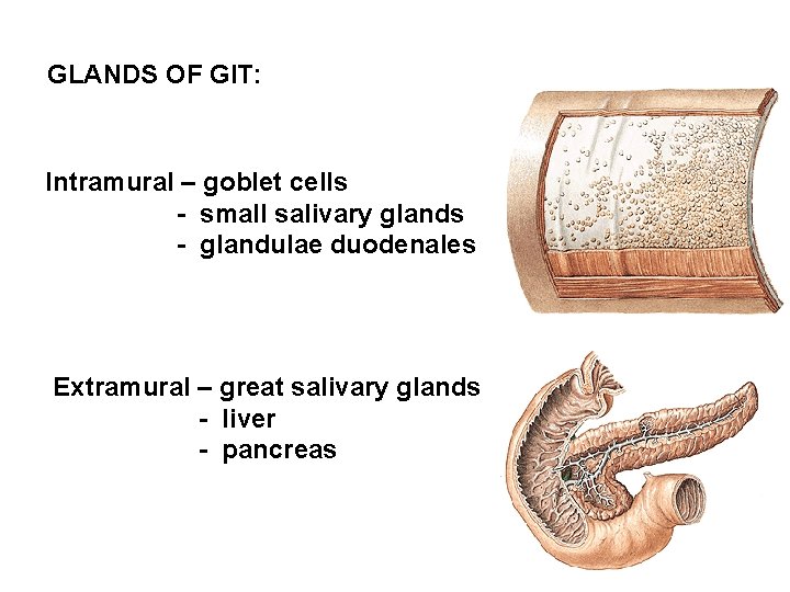 GLANDS OF GIT: Intramural – goblet cells - small salivary glands - glandulae duodenales GLANDS OF GIT: Intramural – goblet cells - small salivary glands - glandulae duodenales