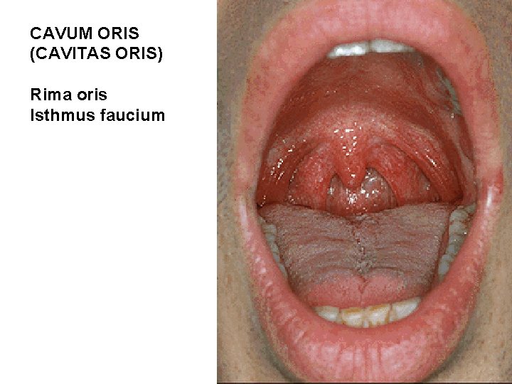 CAVUM ORIS (CAVITAS ORIS) Rima oris Isthmus faucium CAVUM ORIS (CAVITAS ORIS) Rima oris Isthmus faucium