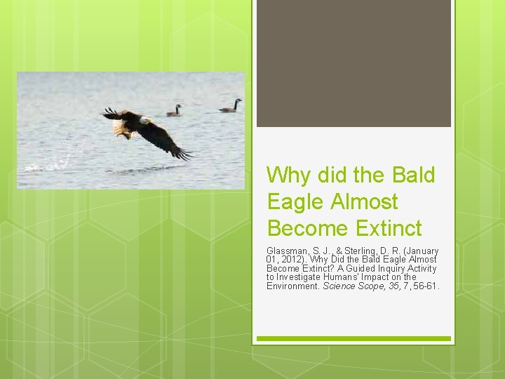 Why did the Bald Eagle Almost Become Extinct Glassman, S. J. , & Sterling,