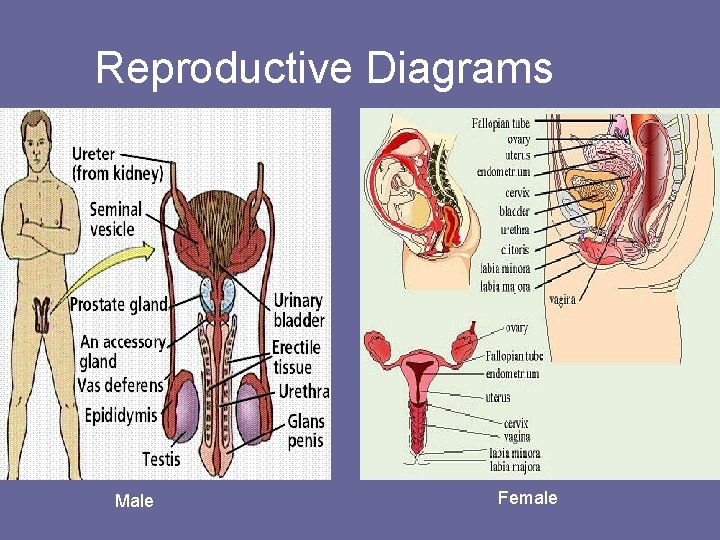 Reproductive Diagrams Male Female 