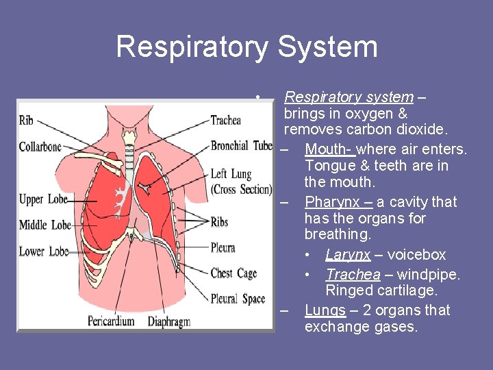 Respiratory System • Respiratory system – brings in oxygen & removes carbon dioxide. –