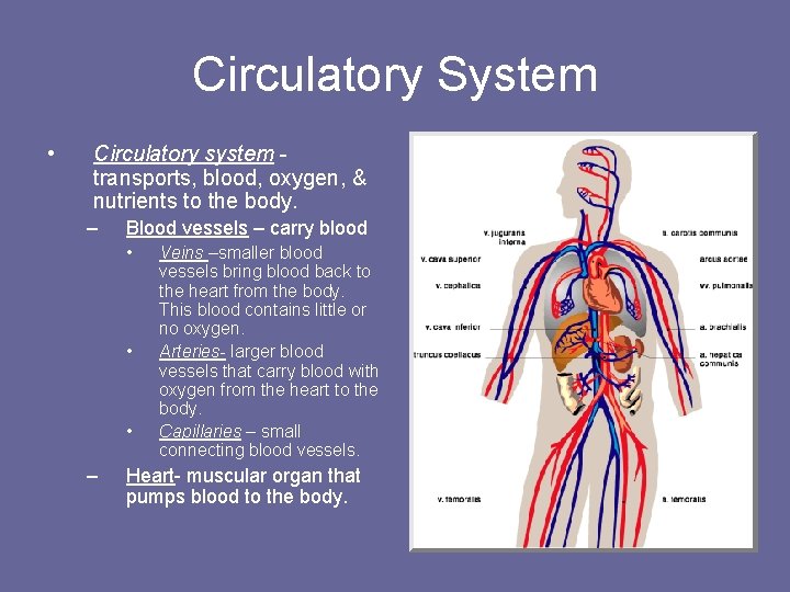 Circulatory System • Circulatory system transports, blood, oxygen, & nutrients to the body. –