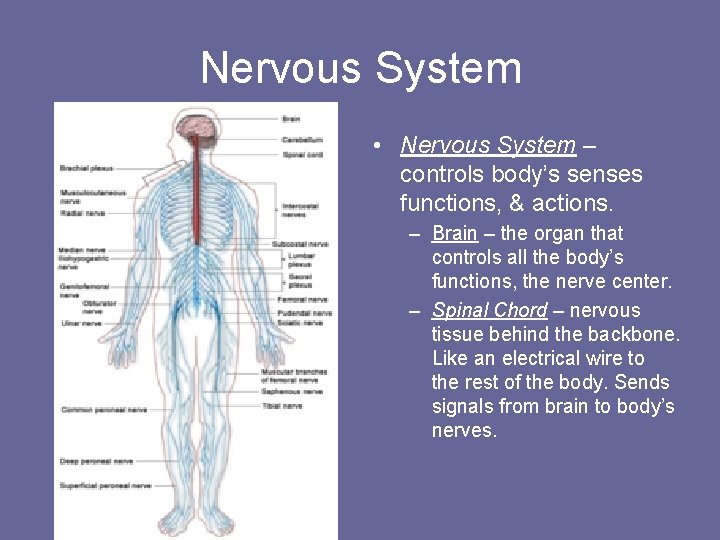 Nervous System • Nervous System – controls body’s senses functions, & actions. – Brain