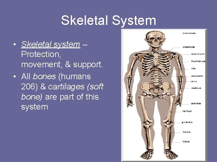 Skeletal System • Skeletal system – Protection, movement, & support. • All bones (humans