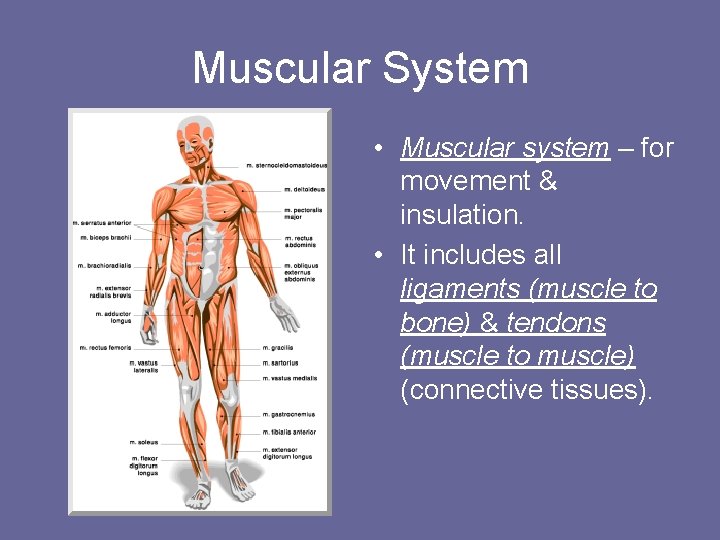 Muscular System • Muscular system – for movement & insulation. • It includes all