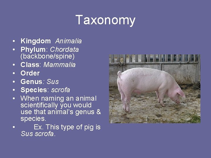 Taxonomy • Kingdom Animalia • Phylum: Chordata (backbone/spine) • Class: Mammalia • Order •