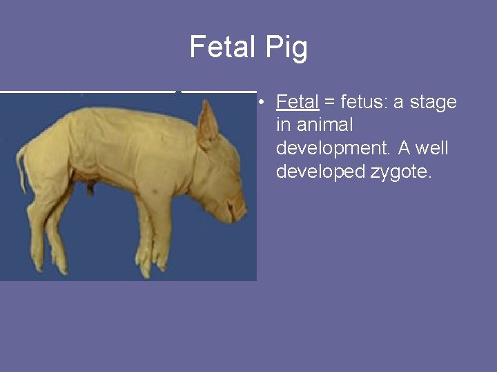 Fetal Pig • Fetal = fetus: a stage in animal development. A well developed