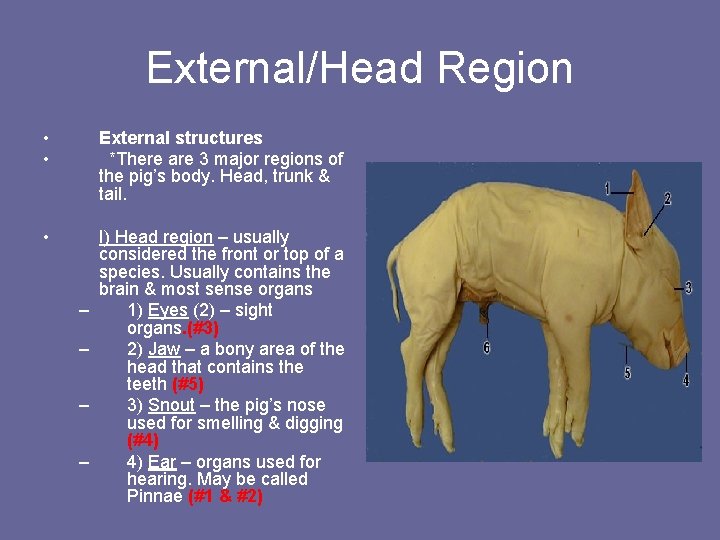 External/Head Region • • External structures *There are 3 major regions of the pig’s