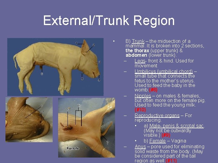 External/Trunk Region • B) Trunk – the midsection of a mammal. It is broken