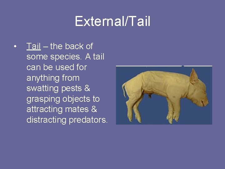 External/Tail • Tail – the back of some species. A tail can be used