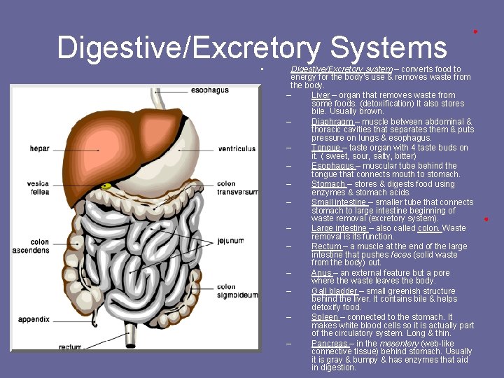 Digestive/Excretory Systems • Digestive/Excretory system – converts food to energy for the body’s use