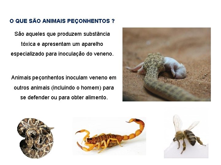 O QUE SÃO ANIMAIS PEÇONHENTOS ? São aqueles que produzem substância tóxica e apresentam