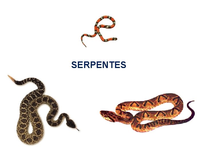 SERPENTES 