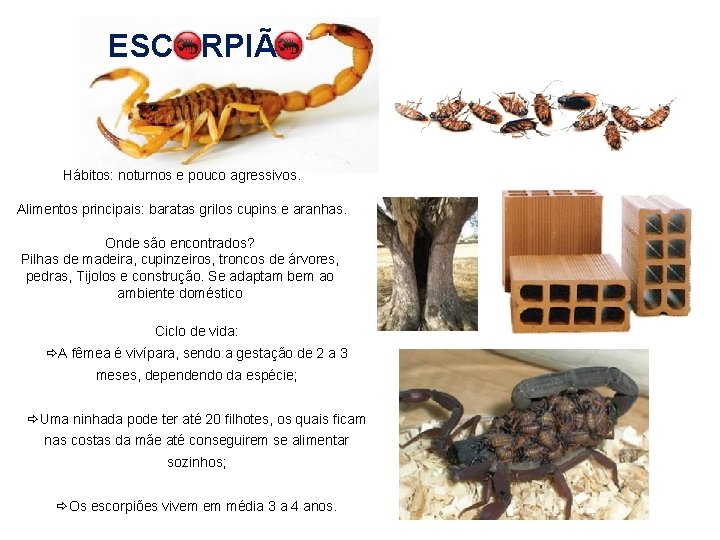 ESC RPIÃ Hábitos: noturnos e pouco agressivos. Alimentos principais: baratas grilos cupins e aranhas.