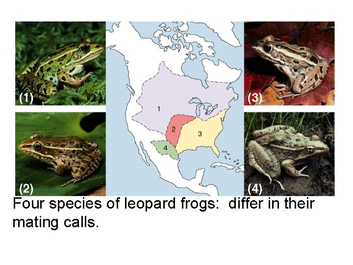 Fig. 23. 6 Four species of leopard frogs: differ in their mating calls. 