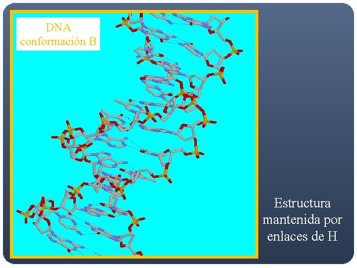 DNA conformación B Estructura mantenida por enlaces de H DNA conformación B Estructura mantenida por enlaces de H