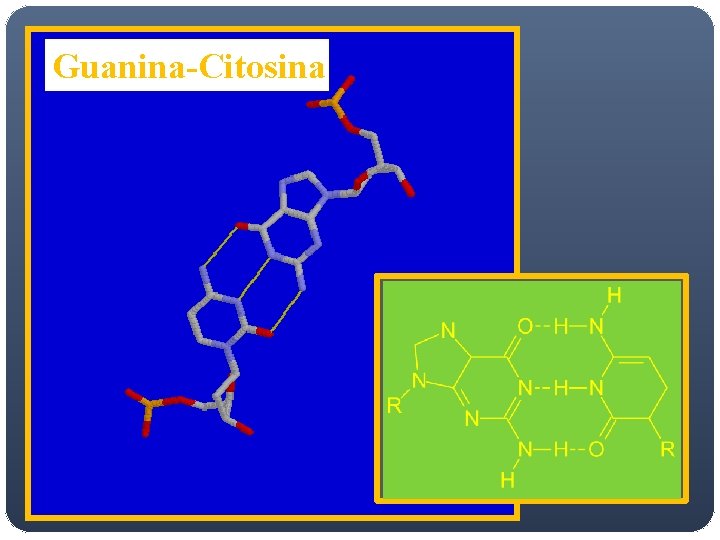 Guanina-Citosina Guanina-Citosina