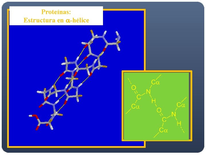 Proteínas: Estructura en a-hélice Proteínas: Estructura en a-hélice