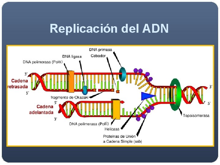Replicación del ADN Replicación del ADN