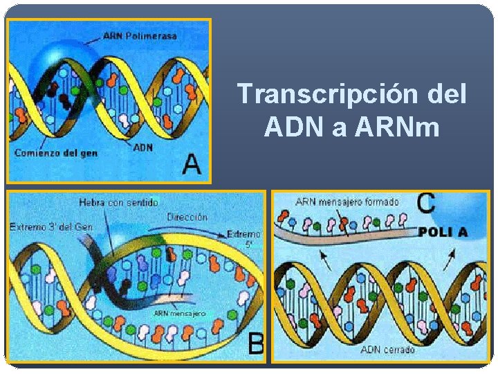 Transcripción del ADN a ARNm Transcripción del ADN a ARNm
