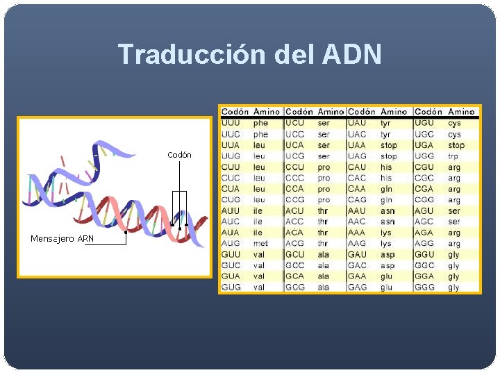 Traducción del ADN Traducción del ADN