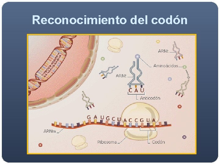 Reconocimiento del codón Reconocimiento del codón