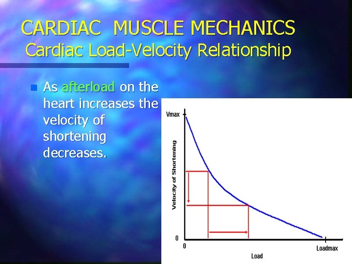 CARDIAC MUSCLE MECHANICS Cardiac Load-Velocity Relationship n As afterload on the heart increases the